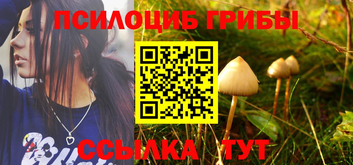 Псилоцибиновые грибы Cubensis Вологда