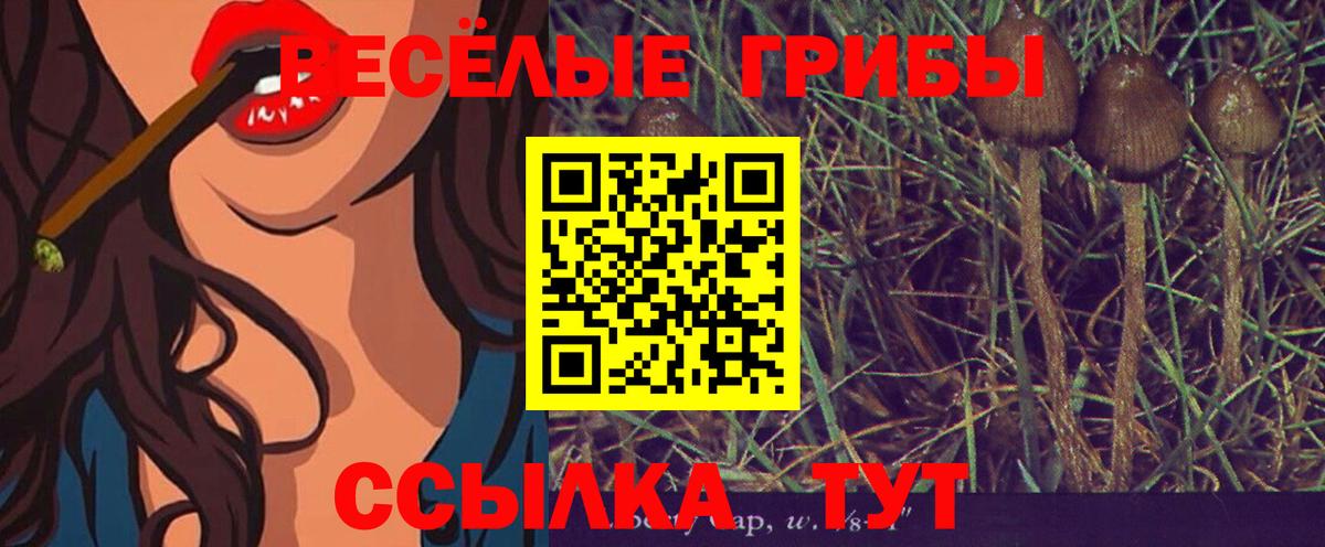 Псилоцибиновые грибы Psilocybine cubensis Вологда